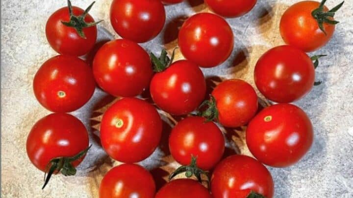 Sweet Million Tomato Plant Care – All You Need to Know