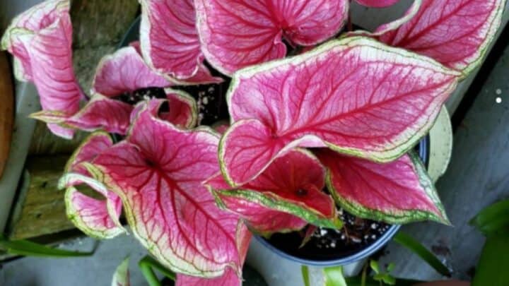 Sweetheart Caladium Care – All You Need to Know!