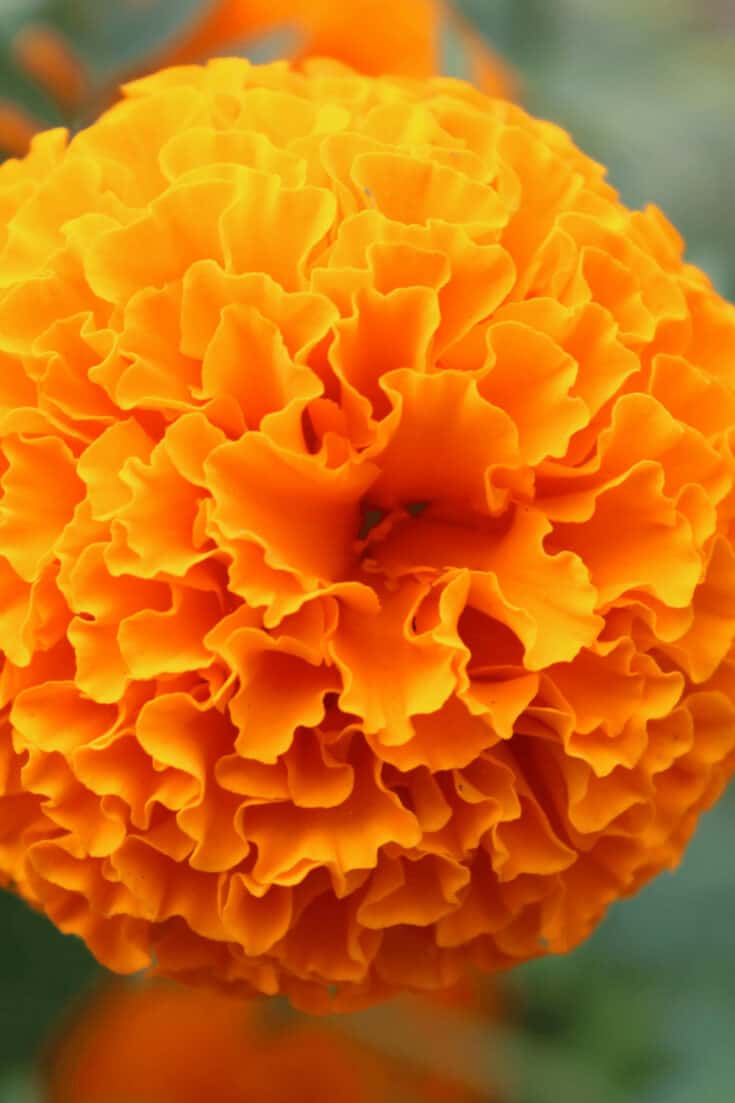 Tagetes marigolds in pots need more water than calendulas