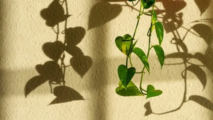 What Temperature for Golden Pothos? Let&rsquo;s See!