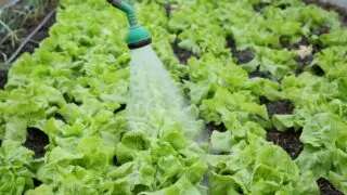 The Watering Needs of Lettuce