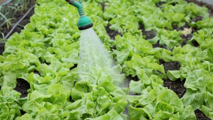 How Much Water Does Lettuce Need? – Top Tips!