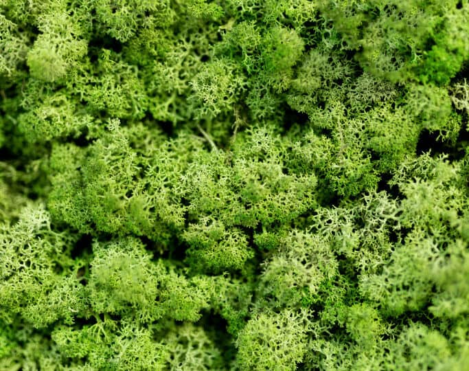 The surface of moss is negatively charged