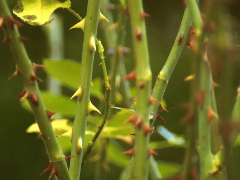 Thorns provide a grip on the surface of other plants