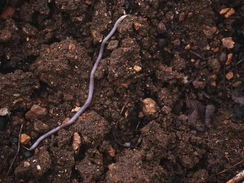 Tiny Clear Worms in Soil