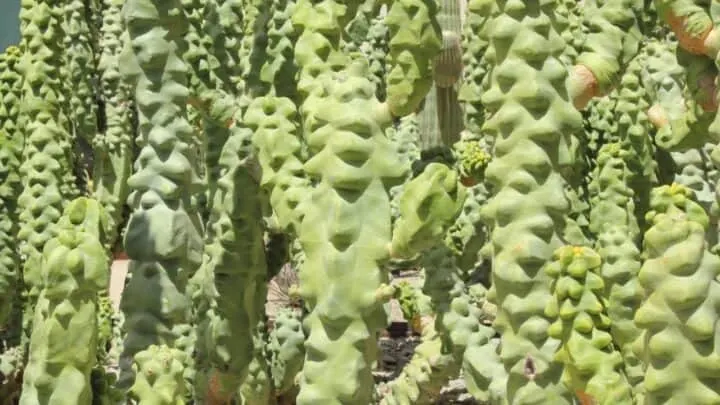 Totem Pole Cactus Growth Rate &ndash; How Fast Is It?