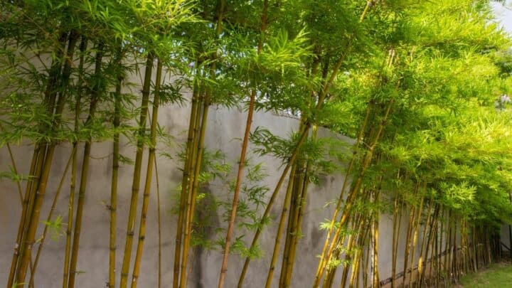 How To Transplant Bamboo The Right Way!