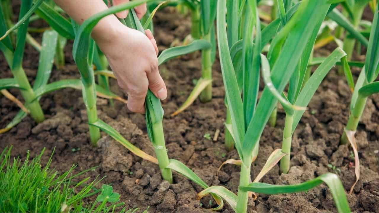 What to Grow After Garlic