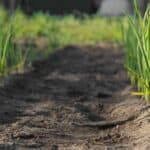 What to Plant After Onions