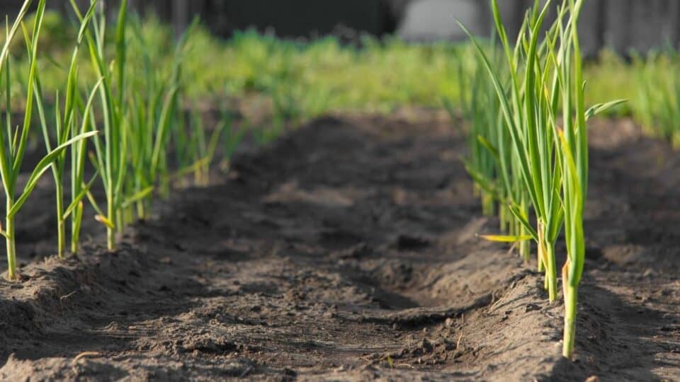 what-to-plant-after-onions-interesting-plants