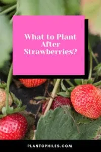 What to Plant After Strawberries