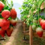 What to Plant After Strawberries