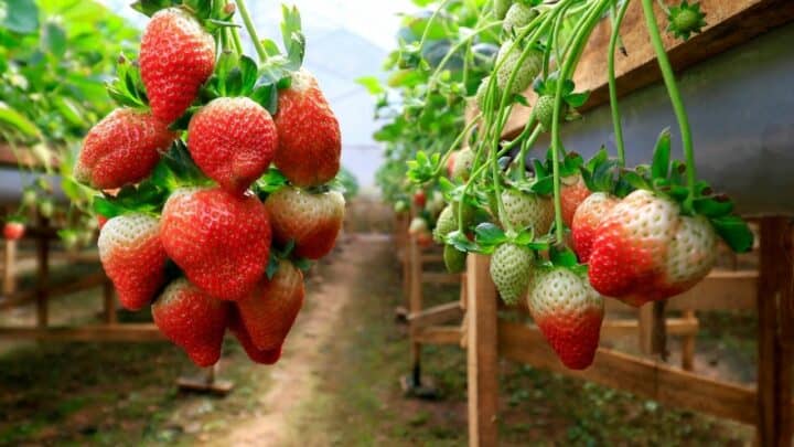 What to Plant After Strawberries — #1 Best Tips!