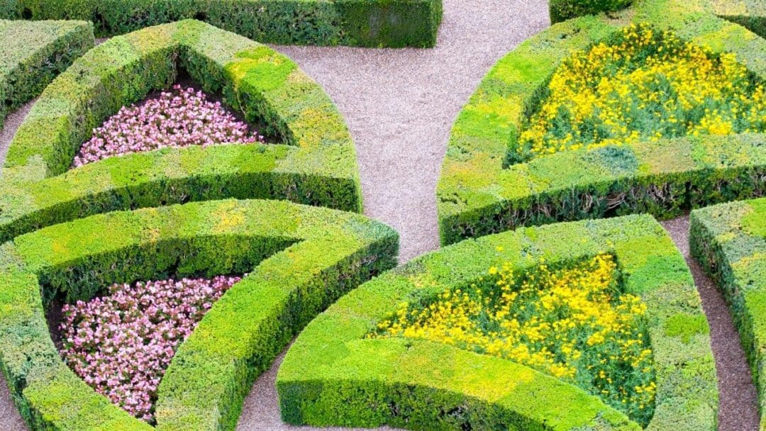 Hydrangeas behind boxwoods