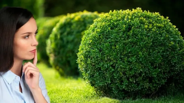 The Best Plants to Plant with Boxwoods &mdash; Look no further
