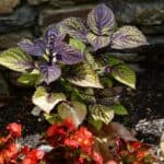 What to Plant with Caladium