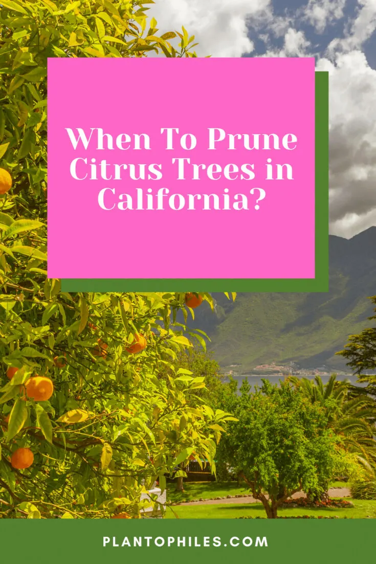 When To Prune Citrus Trees in California