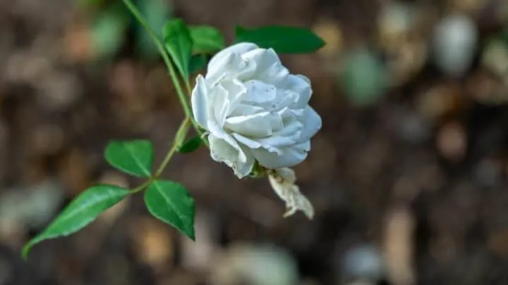 When do Roses Bloom? Let&rsquo;s See!