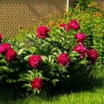 When to Plant Peonies in North Carolina