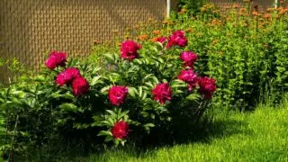 When to Plant Peonies in North Carolina