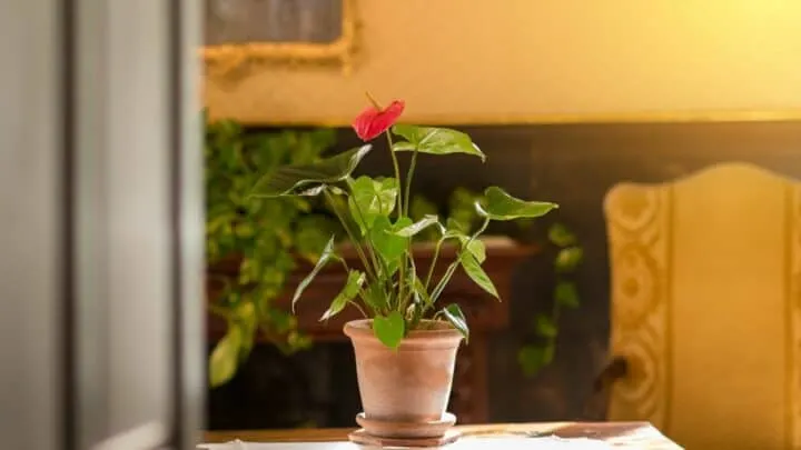 When to Repot an Anthurium? Oh, I Know!