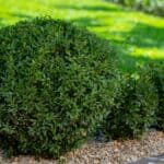 When to Transplant Boxwoods
