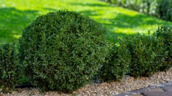 boxwoods transplant