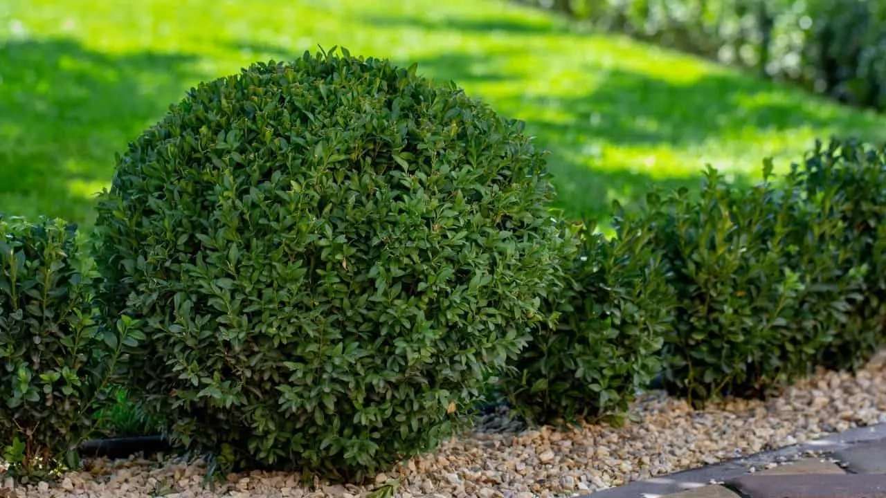 When to Transplant Boxwoods