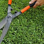 When to Trim Boxwoods