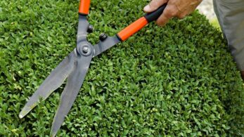 When To Trim Boxwoods Great Information   When To Trim Boxwoods 347x195 