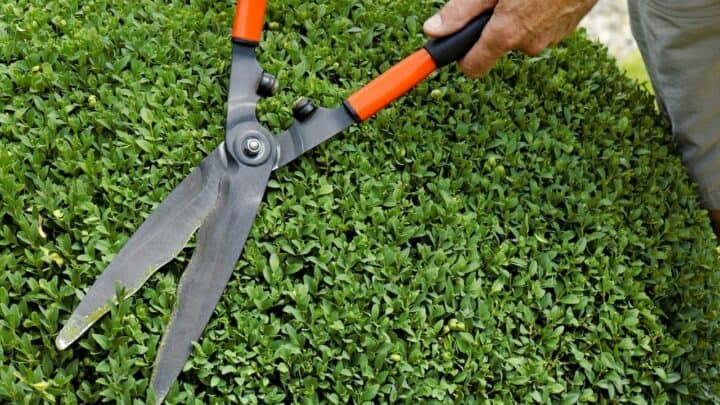 When to Trim Boxwoods – Great Information!