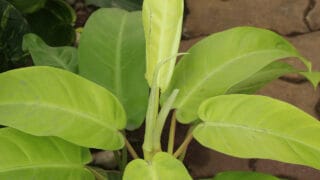 Where to buy a philodendron?
