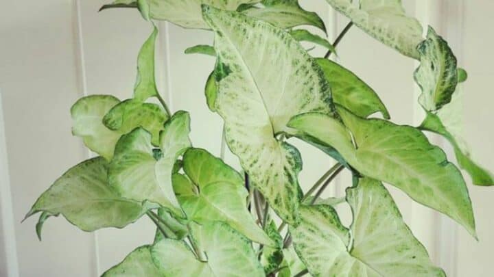 White Butterfly Syngonium Plant Care – Your Complete Guide