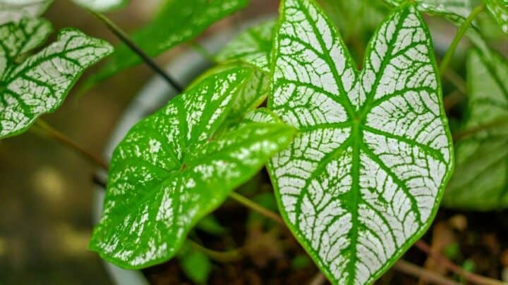 White Christmas Caladium — Basic Plant Care Guide