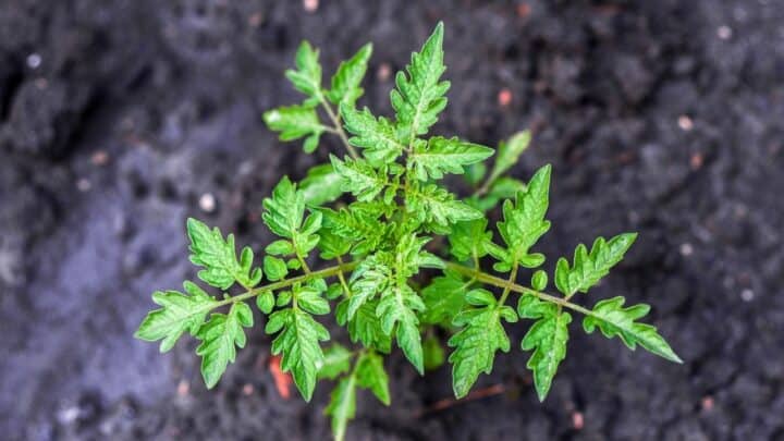 White Powder on Tomato Leaves — All You Need to Know!