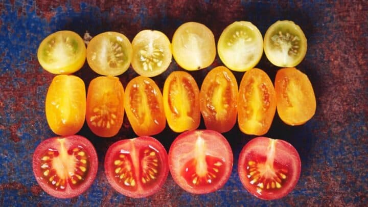 White Spots Inside Tomatoes – 6 Worst Causes!