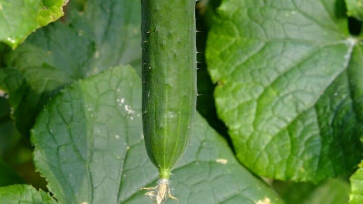 White Spots on Cucumber Leaves — Treatment & Prevention