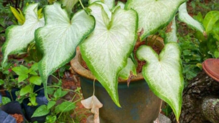 White Wing Caladium Care – All That’s Good to Know!