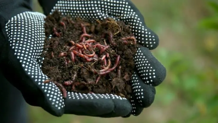 Why Are There No Worms In The Soil? The Answer!