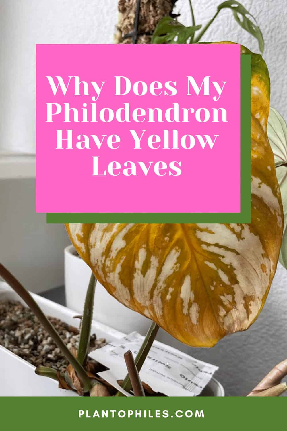 Why Does My Philodendron Have Yellow Leaves?