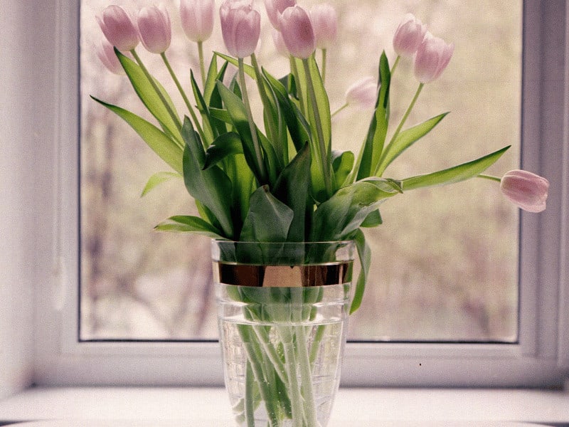 Why Tulips in a Vase May be Drooping