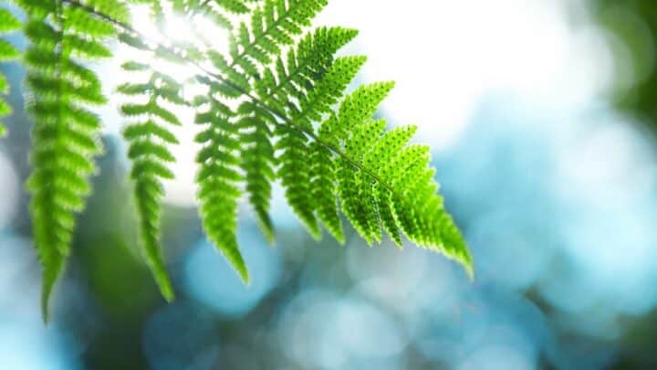 Why Do Ferns Lose Leaves? ― Here’s Why!