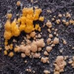 Yellow Mold in Plant Soil