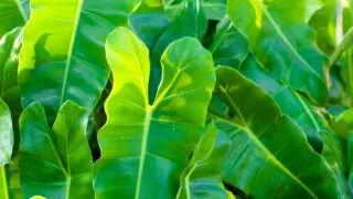 Yellow Philodendron Leaves