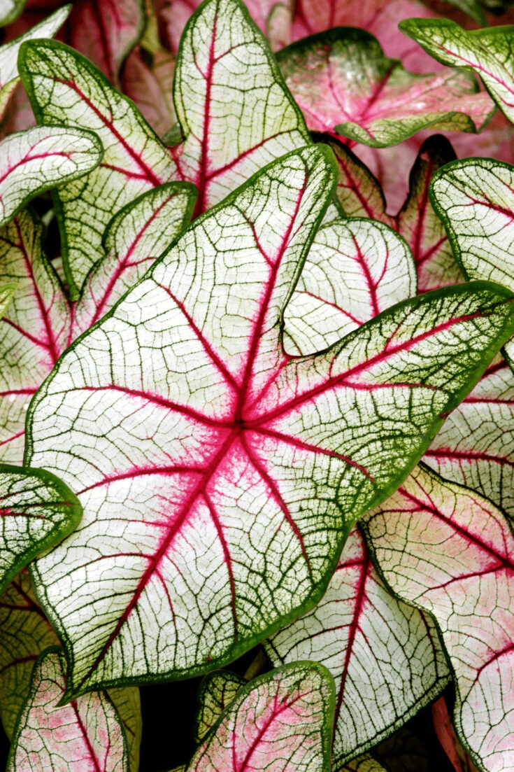 You can insulate caladium bulbs with insulate your plants with mulch when left in the ground over winter