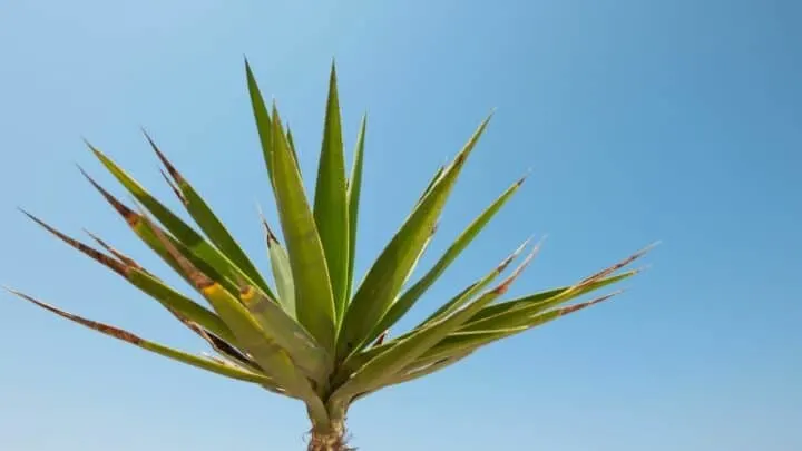 Why is my Yucca Elephantipes Dying? I See!