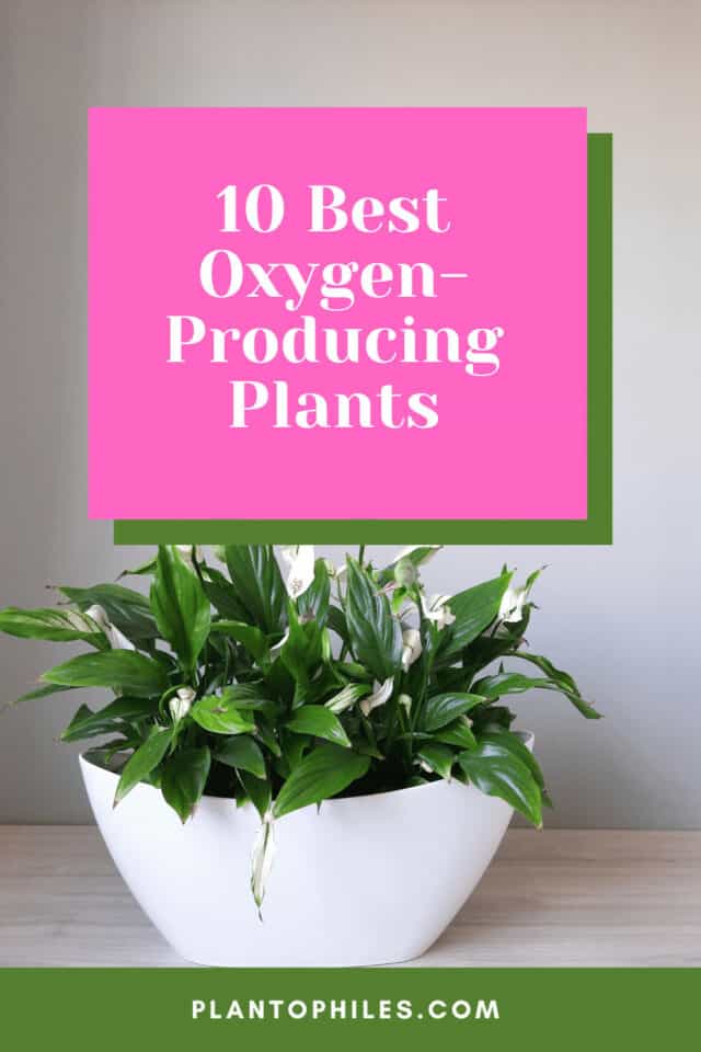 10 Highest Oxygen Producing Plants