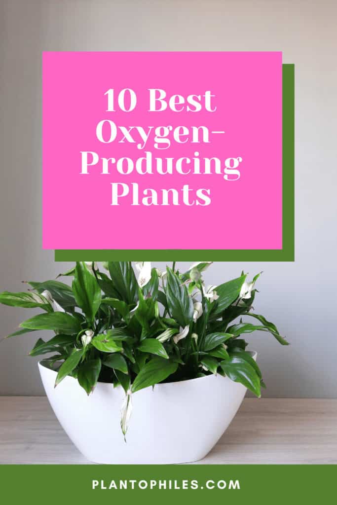 10 Highest Oxygen Producing Plants   10 Best Oxygen Producing Plants 683x1024 