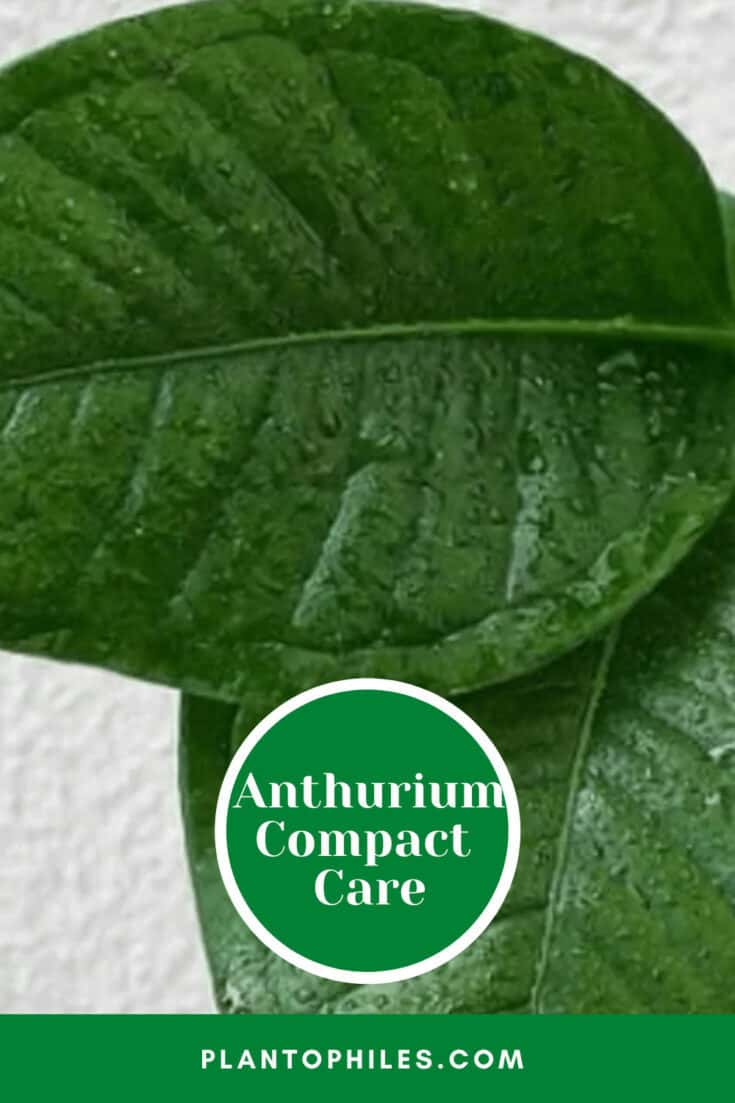 Anthurium Compact Care
