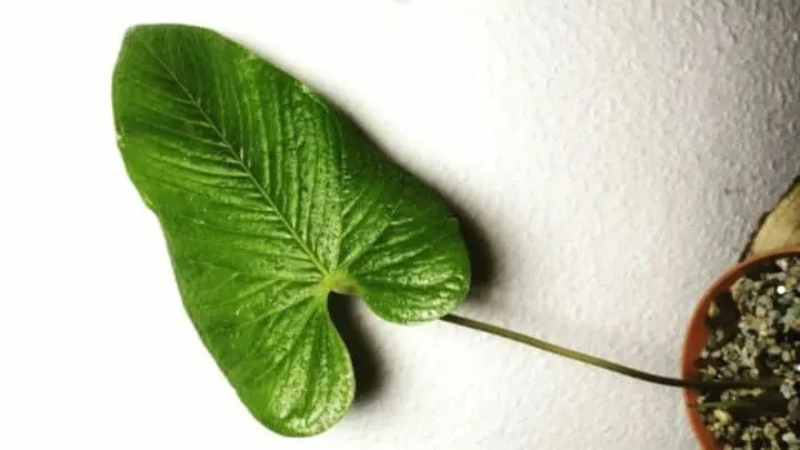 Anthurium Rugulosum Plant Care &mdash; All You Need to Know